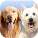 Curing Dog Separation Anxiety