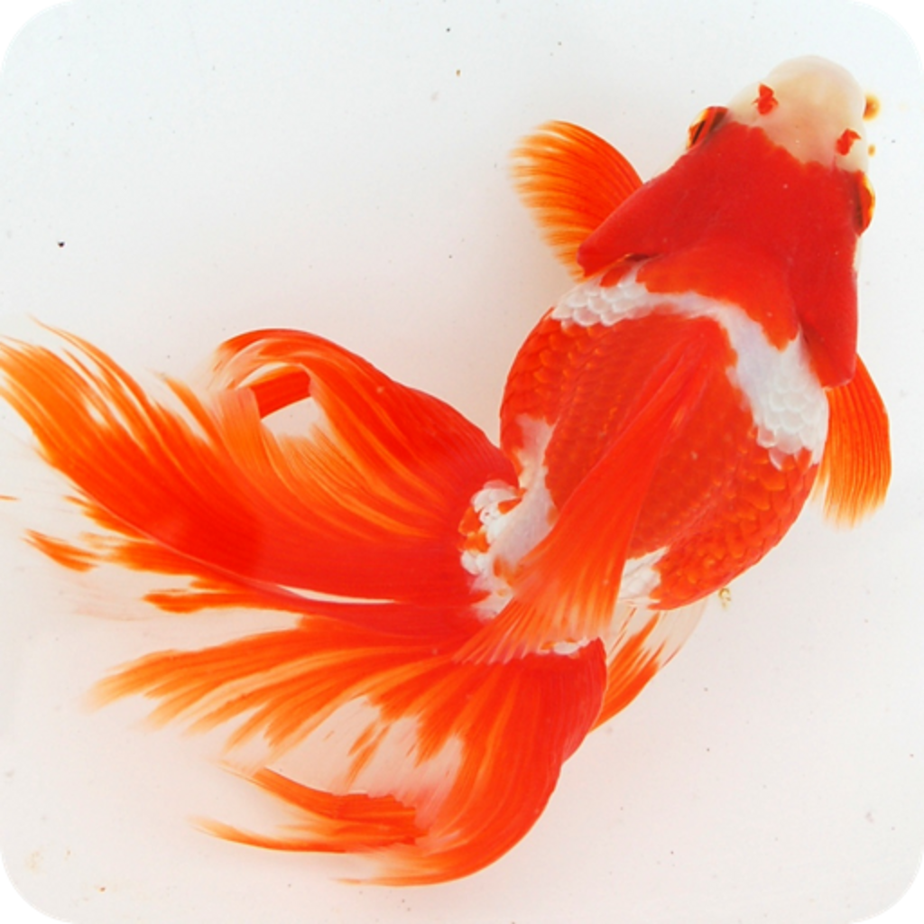 Ipad Iphone 日本金魚図鑑 Japanese Goldfish 金魚博士になろう 無料 Appbank